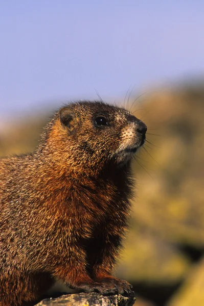 Retrato Marmot de barriga amarela — Fotografia de Stock