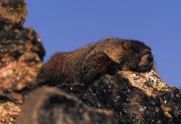 Yellow -bellied Marmot on Rock — Stock Photo, Image