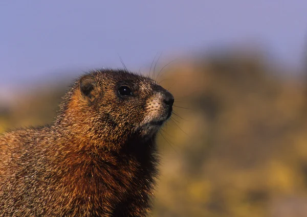 Geel - bellied marmot portret — Stockfoto