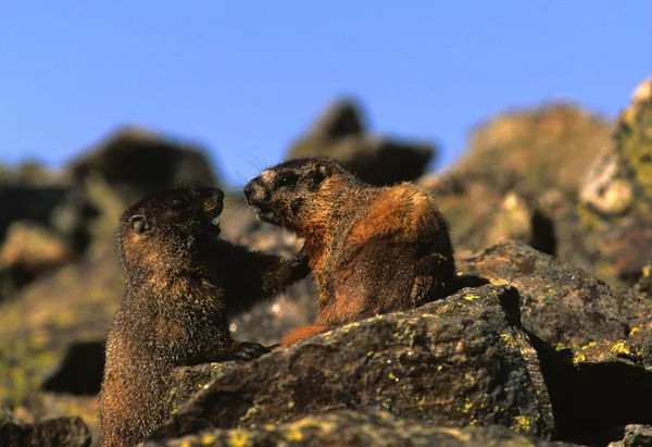 Marmotas de vientre amarillo en la roca — Foto de Stock