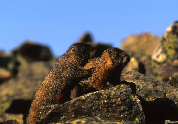 Marmotas de barriga amarela em Rock — Fotografia de Stock