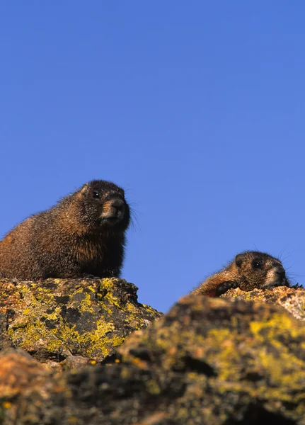 Marmotas de barriga amarela em Rock — Fotografia de Stock