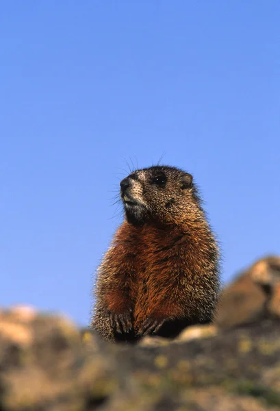 Geel - bellied marmot — Stockfoto