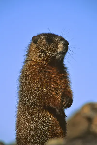 Marmot cu burtă galbenă în alertă — Fotografie, imagine de stoc