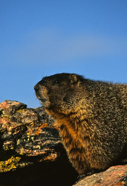 Yellow -bellied Marmot Portrait — Stock Photo, Image