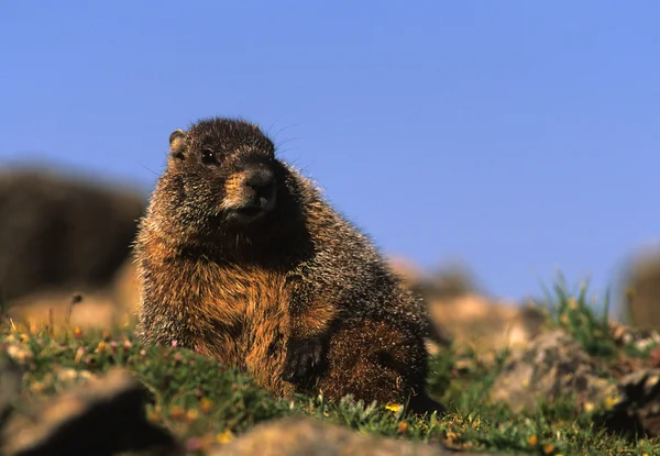 Marmota de vientre amarillo —  Fotos de Stock