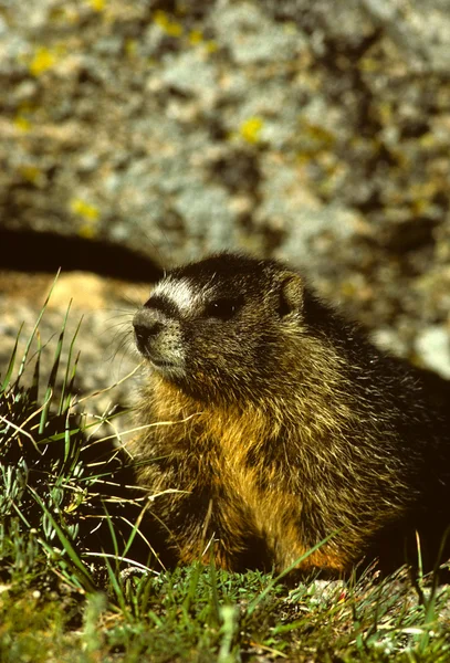Marmot cu burtă galbenă — Fotografie, imagine de stoc
