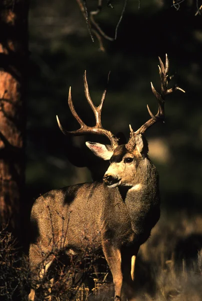 Mule Deer Buck in Pines — Stock Photo, Image