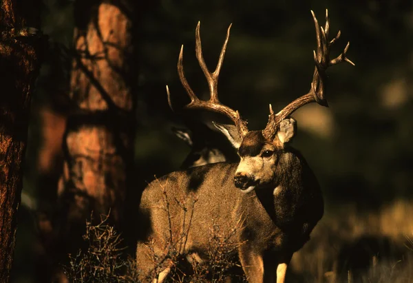 Mule deer buck i pines — Stockfoto