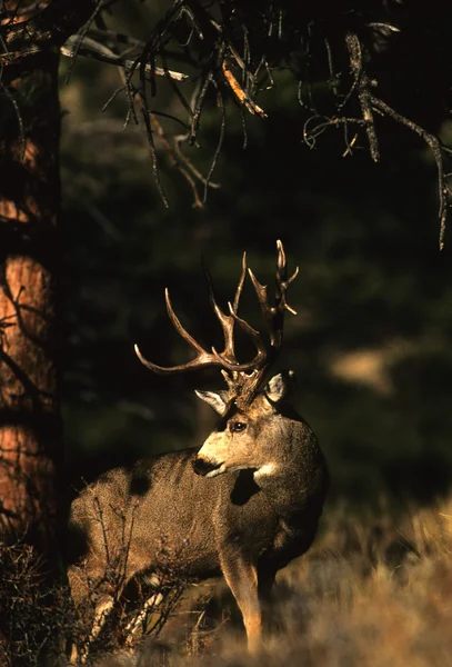 Mula ciervo Buck en pinos —  Fotos de Stock