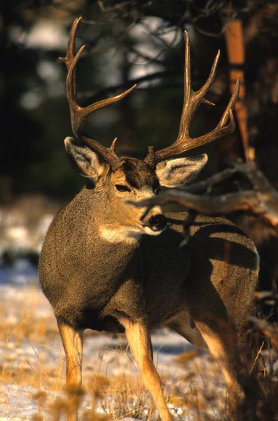 A huge mule deer buck — Stock Photo, Image