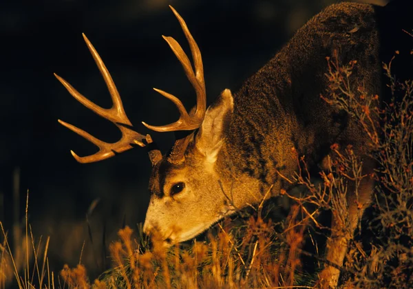Mule Deer Buck portrait — Stock Photo, Image