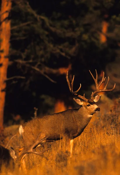 Trofé mule deer buck — Stockfoto