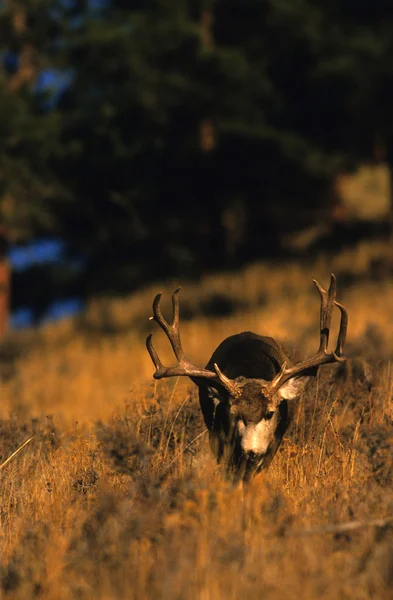 Troféu Mule Deer buck — Fotografia de Stock