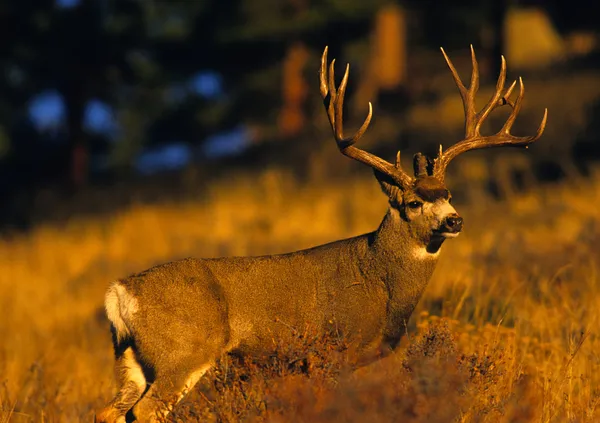 Trofeo Mule Deer buck — Foto de Stock