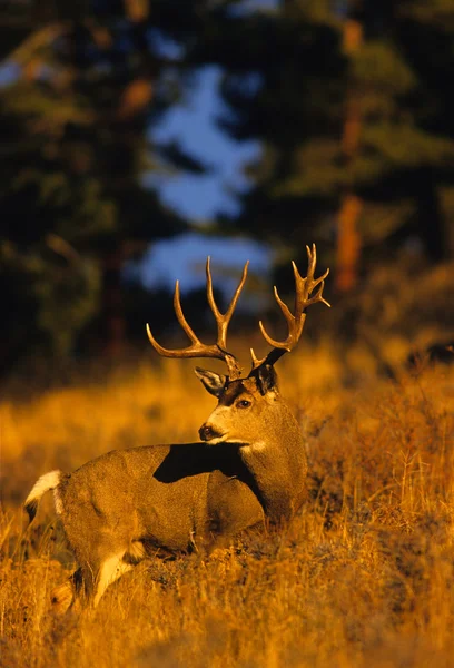 Trophy Mule Deer buck — Stock Photo, Image