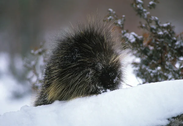 stock image Porcupine portrait