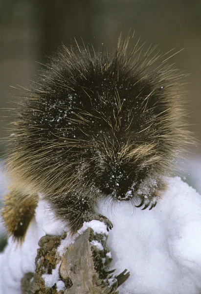 stock image Porcupine portrait