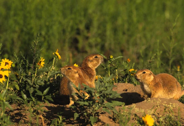Prairie dogs — Stock Photo, Image