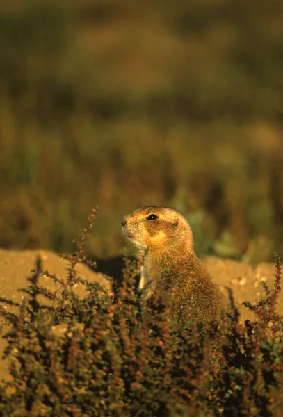 Prairie собаки — стокове фото
