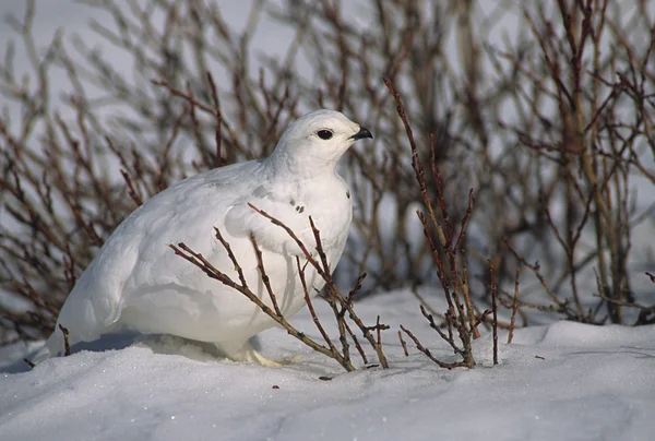 Wit-tailed ptarmigan in de winter — Stockfoto
