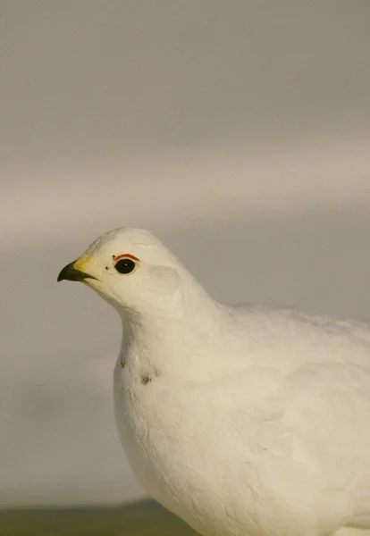 Ptarmigan de cauda branca no inverno — Fotografia de Stock