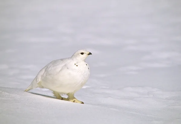 Wit-tailed ptarmigan in de winter — Stockfoto