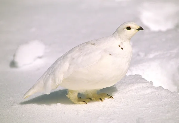 Білий хвіст Ptarmigan у зимовий період — стокове фото