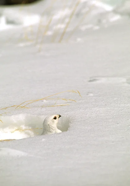 stock image White-tailed Ptarmigan in Winter