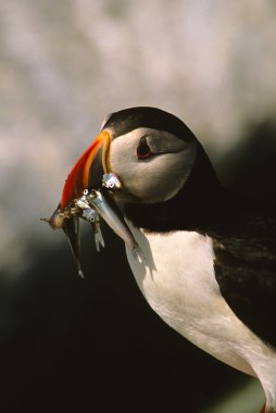 Atlantic Puffin With Fish clipart