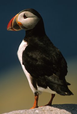 Atlantik puffin kaya