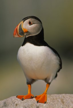 Atlantic Puffin on Rock clipart