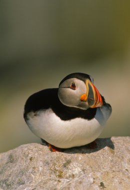 Atlantik puffin kayada dinlenme