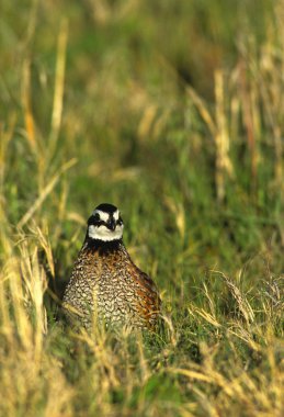 erkek bobwhite bıldırcın