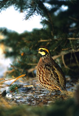 Male Bobwhite Quail Under Pine clipart