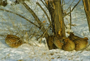 Bobwhite Quail in Winter clipart