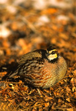 Male Bobwhite Quail clipart