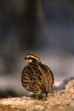 Male Bobwhite Quail in Winter clipart