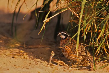 Male Bobwhite Quail Hiding clipart