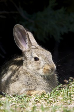 Young Cottontail Rabbit Portrait clipart