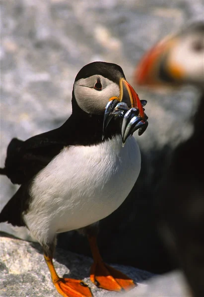 Atlantic Puffin With Fish — Stock Photo, Image