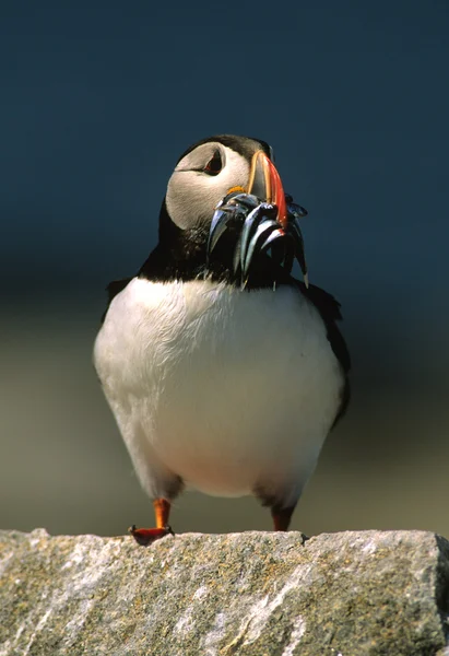 Atlantic Puffin With Fish — Stock Photo, Image