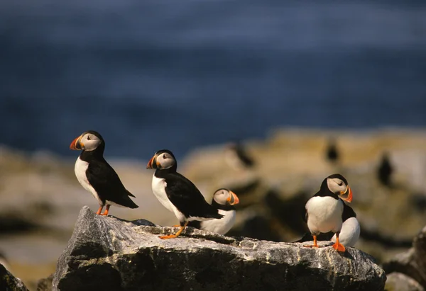 Atlantik puffins grubu — Stok fotoğraf