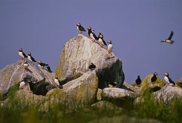대서양 puffins의 그룹 — 스톡 사진