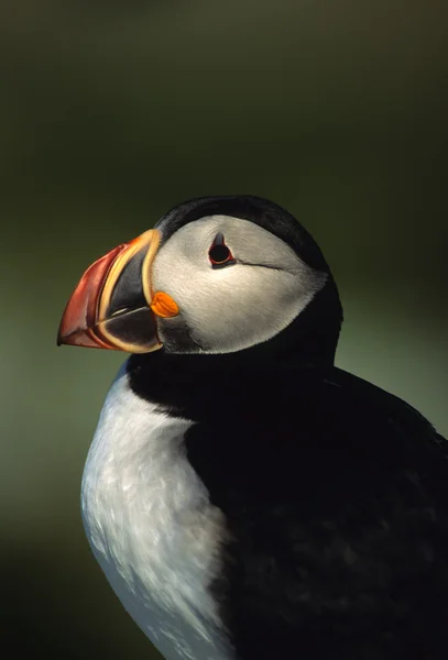 Retrato de puffin atlântico — Fotografia de Stock
