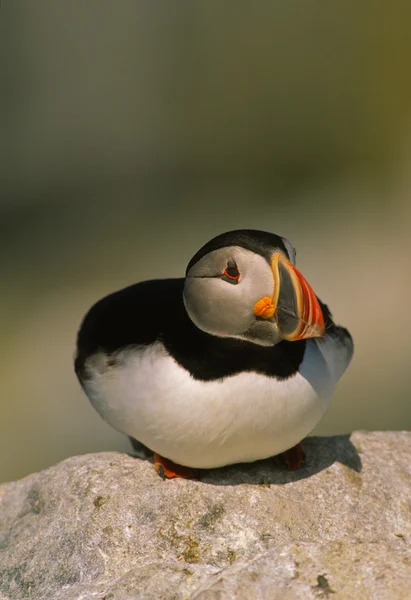 Atlantic Puffin Resting on Rock — Stock Photo, Image