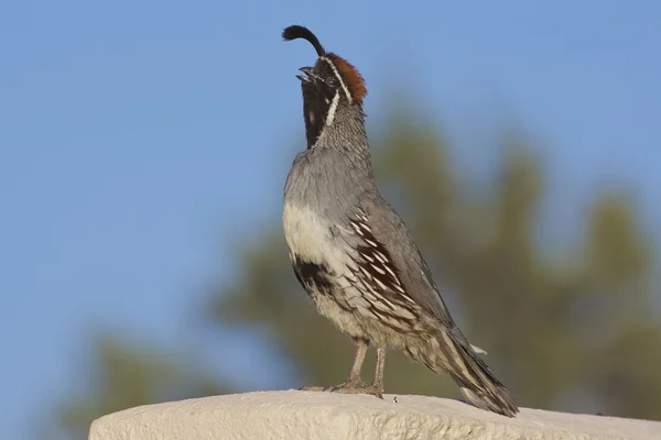 Mannelijke Californië quail bellen — Stockfoto