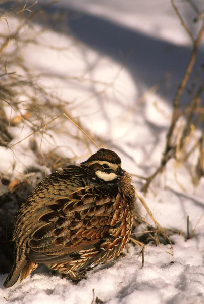 Caille de Bobwhite mâle en hiver — Photo