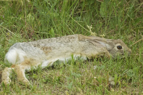Cottontail rabbit vilar — Stockfoto
