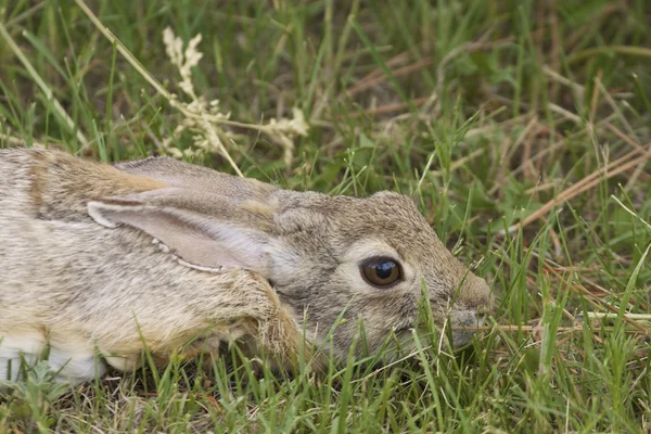 休憩ワタオウサギ ウサギ — ストック写真